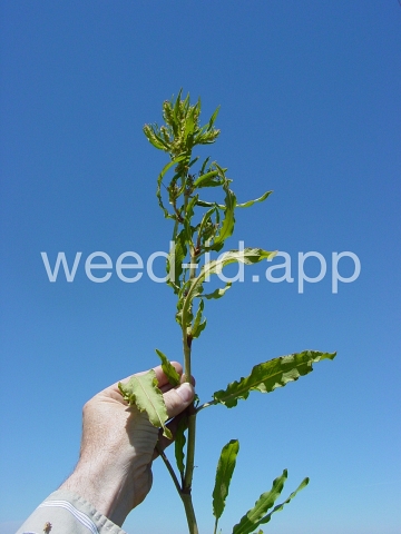dock, willow leaved